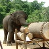 elephant, drum